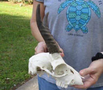 B-Grade Mountain Reedbuck skull with 5 inch horns for sale $60