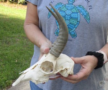 B-Grade Mountain Reedbuck skull with 7 inch horns for sale $60