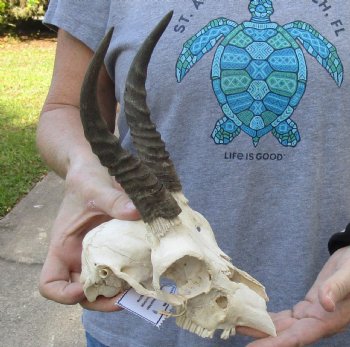 C-Grade Mountain Reedbuck skull with 6 inch horns for sale $50