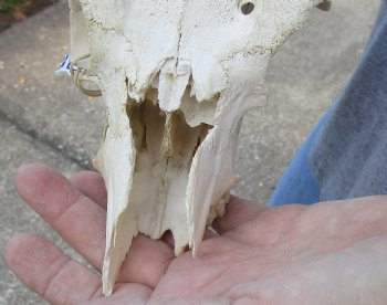 C-Grade Mountain Reedbuck skull with 6 inch horns for sale $50