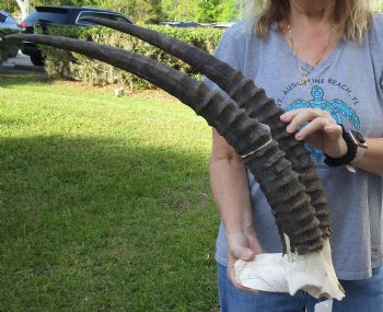 B-Grade African Male Sable Skull plate with 26 inch Horns For Sale for $250