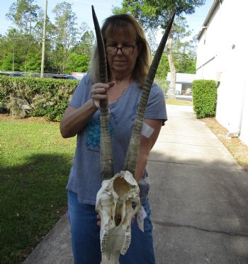 B-Grade Female Sable Skull with 31 inch Horns - For Sale for $155