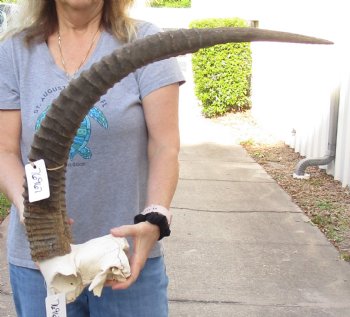 B-Grade African Male Sable Skull plate with 27 and 34 inch Horns For Sale for $250