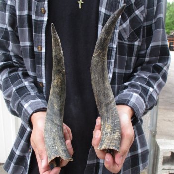 14" Matching Pair of Kudu Horns - $20