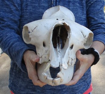 19" C-Grade Camel Skull - Buy Now for $95