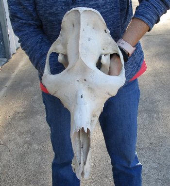 19" C-Grade Camel Skull - Buy Now for $95