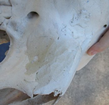 19" C-Grade Camel Skull - Buy Now for $95