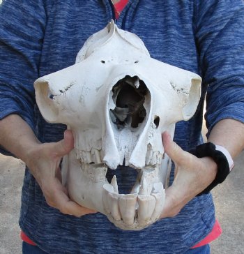 18-1/2" C-Grade Camel Skull - Buy Now for $95