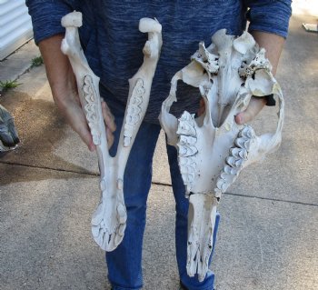 18-1/2" C-Grade Camel Skull - Buy Now for $95