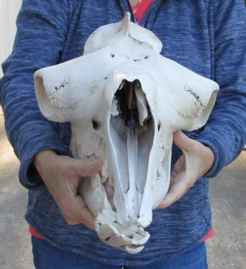 18-1/2" C-Grade Camel Skull - Buy Now for $110