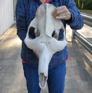 18-1/2" C-Grade Camel Skull - Buy Now for $110