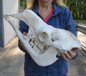 18-1/2" C-Grade Camel Skull - Buy Now for $110