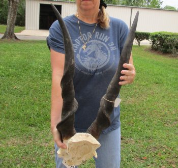 Extra Large African Male Eland skull plate with 33 inch horns Available for Sale for $125