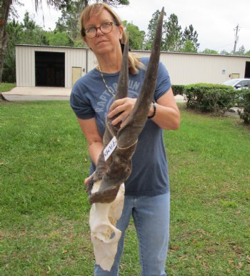 Extra Large African Male Eland skull plate with 31 inch horns for $125