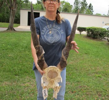 Extra Large African Male Eland skull plate with 31 inch horns for $125