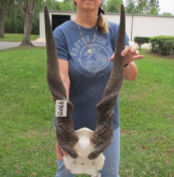 Wholesale African Male Eland Skull Plates with Horns - $120.00 each; Packed: 3 pcs @ $105.00 each