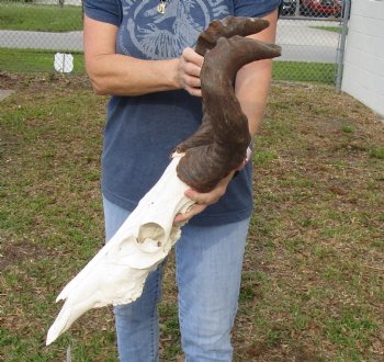 B-Grade 16" & 17" Horns on 18" Male Red Hartebeest Skull - $75