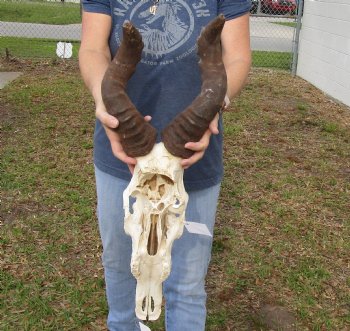 B-Grade 16" & 17" Horns on 18" Male Red Hartebeest Skull - $75