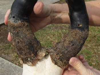 B-Grade 17" Horns on 15" Male Red Hartebeest Skull - $75