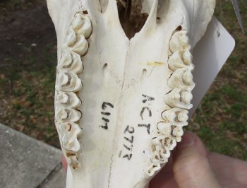 B-Grade 17" Horns on 15" Male Red Hartebeest Skull - $75