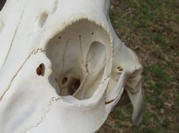 B-Grade 17" Horns on 15" Male Red Hartebeest Skull - $75