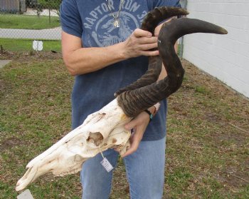 B-Grade 20" Horns on 18" Male Red Hartebeest Skull - $75