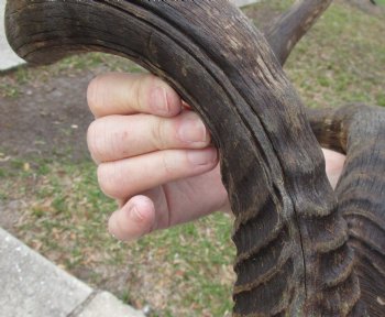 B-Grade 20" Horns on 18" Male Red Hartebeest Skull - $75