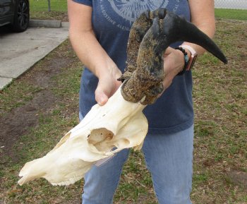 B-Grade 15" Horns on 12" Female Red Hartebeest Skull - $55