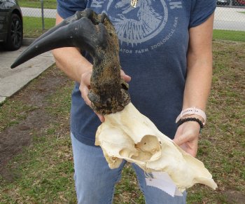 B-Grade 15" Horns on 12" Female Red Hartebeest Skull - $55