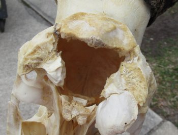 B-Grade 15" Horns on 12" Female Red Hartebeest Skull - $55