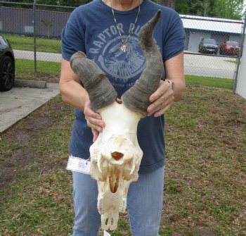 B-Grade 7" & 17" Horns on 17" Male Red Hartebeest Skull - $55