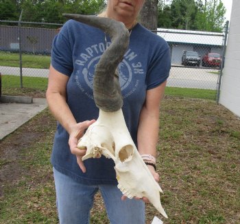 B-Grade 7" & 17" Horns on 17" Male Red Hartebeest Skull - $55