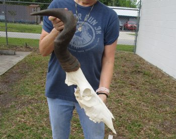 B-Grade 19" Horns on 18" Male Red Hartebeest Skull - $75