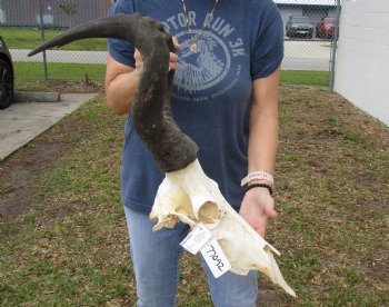 B-Grade 22" Horns on 17" Male Red Hartebeest Skull - $75