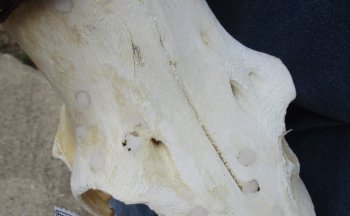 B-Grade 22" Horns on 17" Male Red Hartebeest Skull - $75