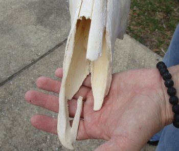 B-Grade 22" Horns on 17" Male Red Hartebeest Skull - $75