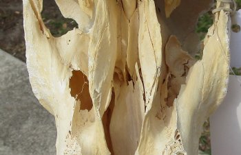 B-Grade 22" Horns on 17" Male Red Hartebeest Skull - $75