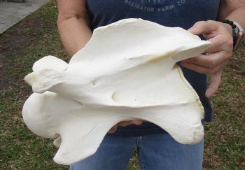 12 inch Giraffe Vertebrae Neck Bone for sale