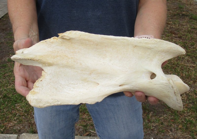 Genuine 13 inch Giraffe Vertebrae Neck Axis Bone for sale