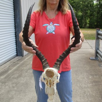 B-Grade African Impala Skull with 21" Horns - $70