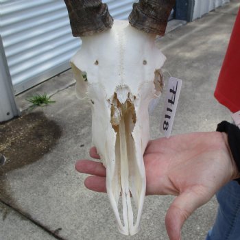 B-Grade African Impala Skull with 21" Horns - $70