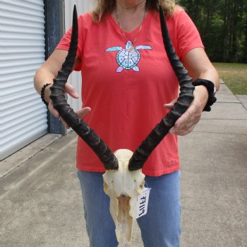 B-Grade African Impala Skull with 20" Horns - $70