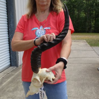 B-Grade African Impala Skull with 20" Horns - $70