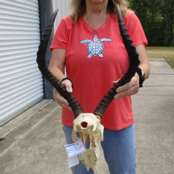 B-Grade African Impala Skull with 20" Horns - $70