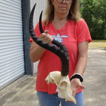 B-Grade African Impala Skull with 20" Horns - $70