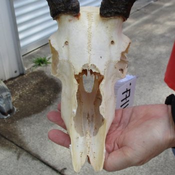 B-Grade African Impala Skull with 20" Horns - $70