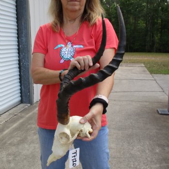 B-Grade African Impala Skull with 22" Horns - $70