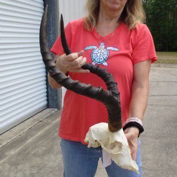 B-Grade African Impala Skull with 22" Horns - $70