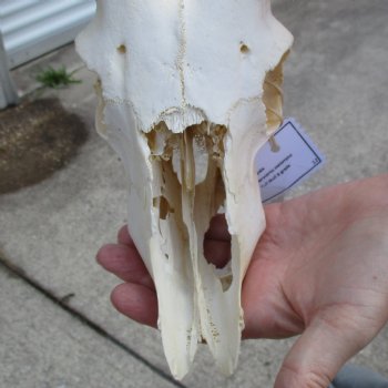 B-Grade African Impala Skull with 22" Horns - $70