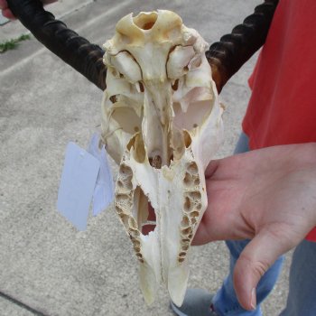 B-Grade African Impala Skull with 22" Horns - $70